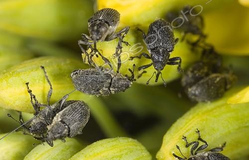 Biosphoto | 180520 | Proliferation of Weevils on Colza France | &copy; Claudius Thiriet / Biosphoto