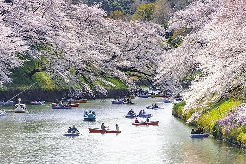 Biosphoto | 2464559 | Promenade en barques sur le canal du Palais impérial sous les cerisiers en fleurs, Hanami, Voie verte de Chidorigafuchi, Tokyo, Japon | &copy; Moritz Wolf / imageBROKER / Biosphoto