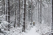 Biosphoto | 2419907 | Promeneuse dans la forêt vosgienne enneigée (pinède-hêtraie-sapinière), Parc naturel régional des Vosges du Nord, France | &copy; Michel Rauch / Biosphoto