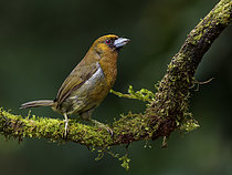 Biosphoto | 2608898 | Prong-billed Barbet (Semnornid frantzii), Chiriqui Highlands, Panama | &copy; Ignacio Yufera / Biosphoto