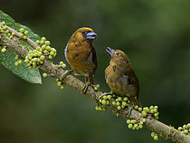 Biosphoto | 2608899 | Prong-billed Barbet (Semnornis frantzii), adult with fledging chick, Chiriqui Highlands, Panama | &copy; Ignacio Yufera / Biosphoto
