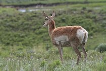 Biosphoto | 1247183 | Pronghorn dans le PN de Yellowstone aux USA | &copy; Jean-François Noblet / Biosphoto