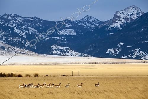 Biosphoto | 2035454 | Pronghorns on the Prairie - Grand Teton USA | &copy; Óscar Díez Martínez / Biosphoto
