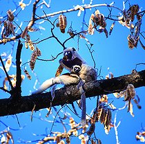 Biosphoto | 2546864 | Propithèque de Coquerel (Propithecus coquereli) et jeune mangeant des gousse de Kapok, Parc national d'Ankarafantsika, Madagascar | &copy; Gerald Cubitt / Biosphoto