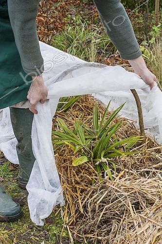 Biosphoto | 2084503 | Protection de jeunes palmiers en automne. Un voile d'hivernage tendu sur des arceaux, pour ne pas que le textile touche les palmes, permet à l'air de circuler sans exposer le coeur des palmiers au froid extérieur. | &copy; Jean-Michel Groult / Biosphoto