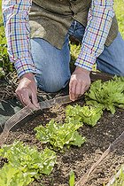 Biosphoto | 2435506 | Protection de salades avec une bande de fils de cuivre : empêche les limaces et autres mollusques de franchir la limite et de s'en prendre aux salades. | &copy; Jean-Michel Groult / Biosphoto