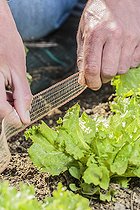 Biosphoto | 2435507 | Protection de salades avec une bande de fils de cuivre : empêche les limaces et autres mollusques de franchir la limite et de s'en prendre aux salades. | &copy; Jean-Michel Groult / Biosphoto