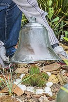 Biosphoto | 2459630 | Protection of a cactus (Echinocereus spachianus, Echinopsis spachiana). Woman protecting a cactus with a bell at the approach of winter. | &copy; Jean-Michel Groult / Biosphoto