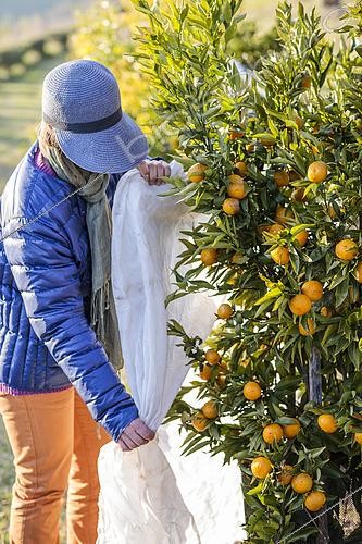 Biosphoto | 2493793 | Protection of a citrus fruit before a winter frost | &copy; Jean-Michel Groult / Biosphoto