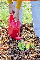 Biosphoto | 2440535 | Protection of a plant of salad in culture on mulch: the plant is surrounded by a plastic pot of which one cut the bottom. | &copy; Jean-Michel Groult / Biosphoto