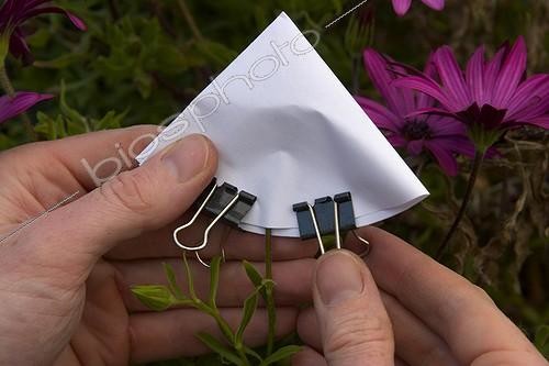 Biosphoto | 47556 | Protection d'Osteospermum pour éviter l'envol de graines | &copy; Jean-Michel Groult / Biosphoto