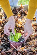 Biosphoto | 2440534 | Protection d'un plant de salade en culture sur paillis : le plant est entouré d'un pot plastique dont on a découpé le fond. | &copy; Jean-Michel Groult / Biosphoto