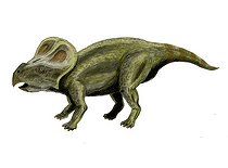 Biosphoto | 2478353 | Protoceratops andrewsi, Ceratopsia, Late Cretaceous of Mongolia. | &copy; Nobumichi Tamura / Stocktrek Images / Biosphoto