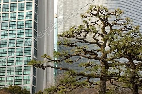 Biosphoto | 971161 | Pruned trees in a city park in Tokyo Japan | &copy; Michel Gunther / Biosphoto