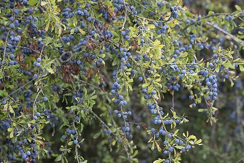 Biosphoto | 2497541 | Prunellier (Prunus spinosa) en fruits, Lorraine, France | &copy; Régis Cavignaux / Biosphoto