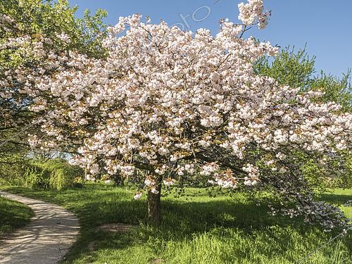 Biosphoto | 2574561 | Prunier à fleurs 'Albo rosea', Prunus cerasus 'Albo rosea', en fleurs | &copy; Alain Kubacsi / Biosphoto