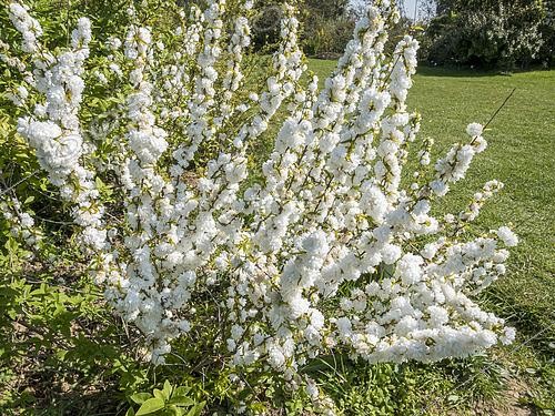 Biosphoto | 2551238 | Prunier décoratif, Prunus glandulosa 'Alba Plena' en fleurs | &copy; Alain Kubacsi / Biosphoto