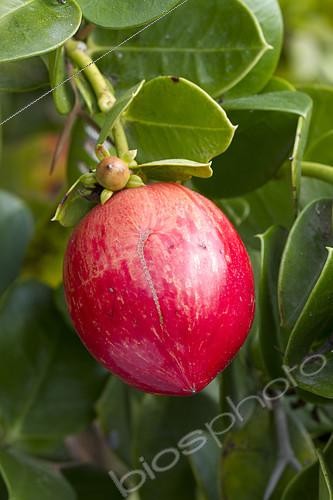 Biosphoto | 2126811 | Prunier du Natal (Carissa macrocarpa) fruit | &copy; Frédéric Tournay / Biosphoto