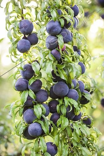 Biosphoto | 1935071 | Prunier 'Red Crunch' en fruit dans un jardin | &copy; Jean-Michel Groult / Biosphoto
