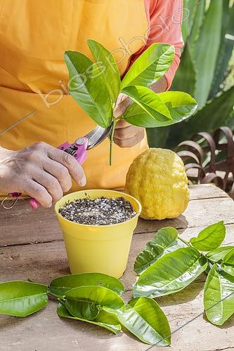 Biosphoto | 2546945 | Pruning a citron (Citrus medica) in summer. Preparation of a stem tip. | &copy; Jean-Michel Groult / Biosphoto