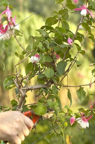Biosphoto | 406856 | Pruning fuchsia | &copy; Visions Pictures / Biosphoto