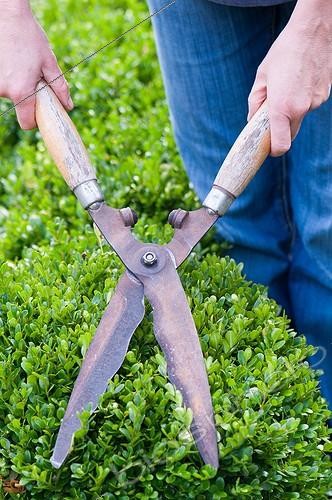 Biosphoto | 2012328 | Pruning of box hedge in a garden with shear pairs | &copy; Yann Avril / Biosphoto