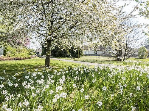 Biosphoto | 2425089 | Prunus avium, Narcissus 'Actaea', Ecole du Breuil, Paris, France. 2019-04-12 | &copy; Alain Kubacsi / Biosphoto