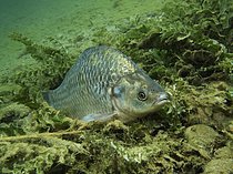 Biosphoto | 2609161 | Prussian carp (Carassius auratus gibelio) | &copy; H. Frei / imageBROKER / Biosphoto