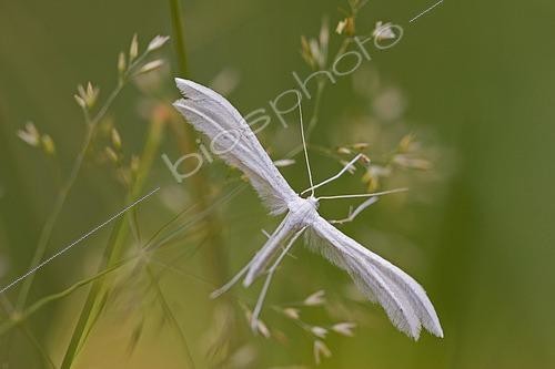 Biosphoto | 2549520 | Ptérophore blanc (Pterophorus pentadactyla) | &copy; Thomas Götzfried / imageBROKER / Biosphoto