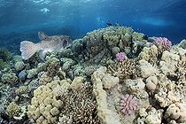 Biosphoto | 2583312 | Puffer fish (arothron stellatus) swimming on a reef near the surface. Reef fish. Ras Muhammad National Park (Sharm Al Sheikh - Raas Mohammed) and Tiran Strait. Sinai Peninsula. Red Sea, Egypt. | &copy; Sergio Hanquet / Biosphoto