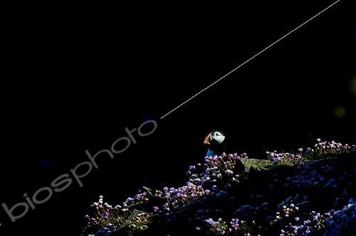 Biosphoto | 2011528 | Puffin on grassy cliff - Shetland Scotland UK | &copy; David Tipling / Biosphoto