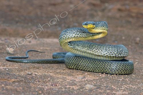 Biosphoto | 2445258 | Puffing Snake (Pseustes poecilonotus), French Guyana | &copy; David Massemin / Biosphoto