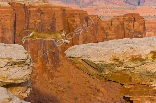 Biosphoto | 2088911 | Puma (Puma concolor) leaping on a rocky ledge, USA | &copy; Juan-Carlos Muñoz / Biosphoto