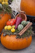 Biosphoto | 2170599 | Pumpkin arrangement | &copy; Visions Pictures / Biosphoto