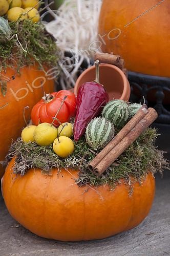 Biosphoto | 2170599 | Pumpkin arrangement | &copy; Visions Pictures / Biosphoto