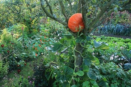 Biosphoto | 754049 | Pumpkin 'Deep red of Etampes' in a pear tree 'Conference' ; Pear tree 'Durondeau' | &copy; Hervé Lenain / Biosphoto