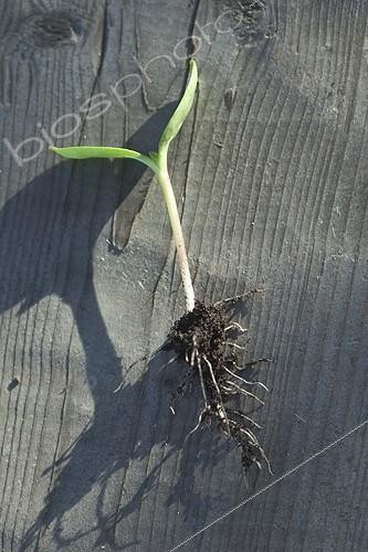 Biosphoto | 1361816 | Pumpkin seedling with bare roots France | &copy; Philippe Giraud / Biosphoto