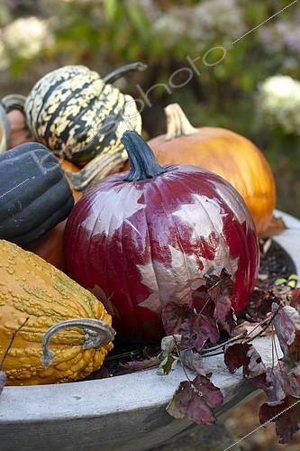 Biosphoto | 2162332 | Pumpkins | &copy; Visions Pictures / Biosphoto