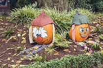 Biosphoto | 2094075 | Pumpkins decorated for Halloween in autumn, Germany | &copy; Yann Avril / Biosphoto