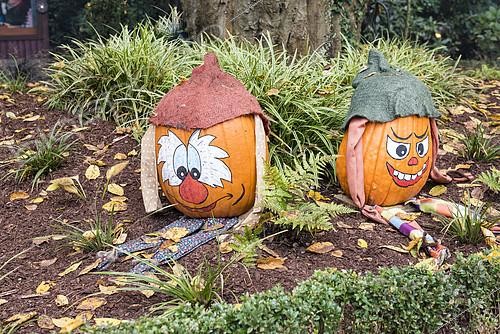 Biosphoto | 2094075 | Pumpkins decorated for Halloween in autumn, Germany | &copy; Yann Avril / Biosphoto