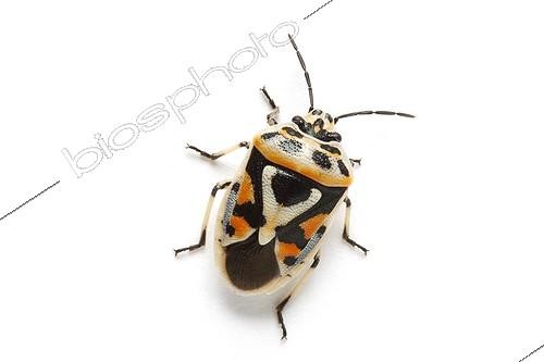 Biosphoto | 1924819 | Punaise ornée sur fond blanc | &copy; Michel Gunther / Biosphoto