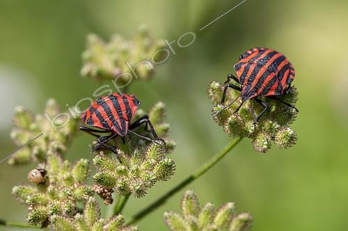 Biosphoto | 2527291 | Punaises arlequins (Graphosoma italicum) sur fruits immatures d'Ombellifère, Gers, France | &copy; Marie Aymerez / Biosphoto