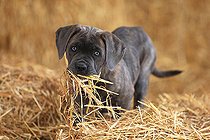 Biosphoto | 2561068 | Puppy Cane Corso with straw in the mouth | &copy; Eric Guilloret / Biosphoto