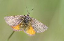 Biosphoto | 2074242 | Purple-barred Yellow (Lythria cruentaria) female, vernal generation, Regional Natural Park of Northern Vosges, France | &copy; Michel Rauch / Biosphoto