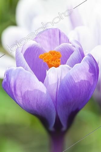 Biosphoto | 1290717 | Purple crocus flower on a lawn in the spring France  | &copy; Frédérique Bidault / Biosphoto