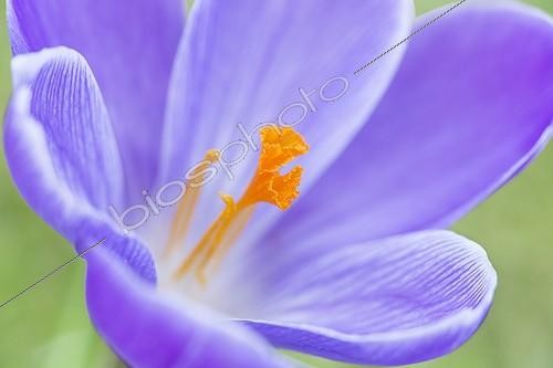 Biosphoto | 1290718 | Purple crocus flower on a lawn in the spring France  | &copy; Frédérique Bidault / Biosphoto