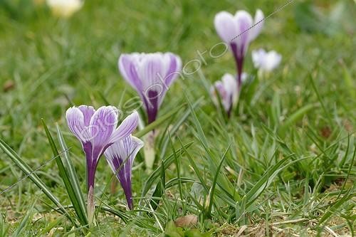 Biosphoto | 2037630 | Purple Crocus flowers in spring ; Bulbous plant used in mechanical planting to early flowering  | &copy; Christian Cabron / Biosphoto