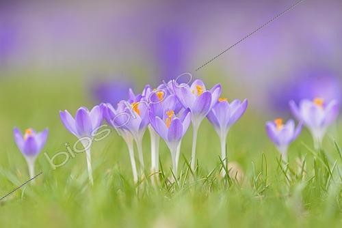 Biosphoto | 2464589 | Purple Crocuses (Crocus sp.) in a meadow, Germany, Europe | &copy; Frederik / imageBROKER / Biosphoto