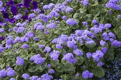 Biosphoto | 424422 | Purple Fields F1  Horizon Bleu  in a private garden France | &copy; NouN / Jardin Express / Biosphoto