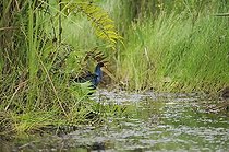 Biosphoto | 1522668 | Purple Gallinule in a swamp in Costa Rica  | &copy; Jean-Paul Chatagnon / Biosphoto